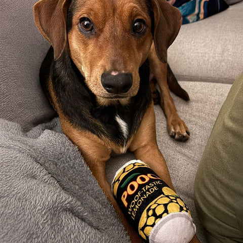 Pooch loving Hooch