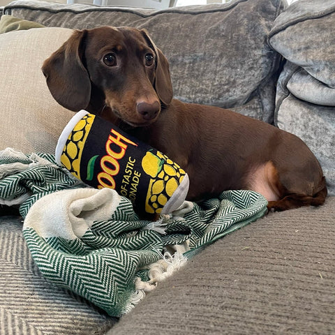 Pooch loving Hooch